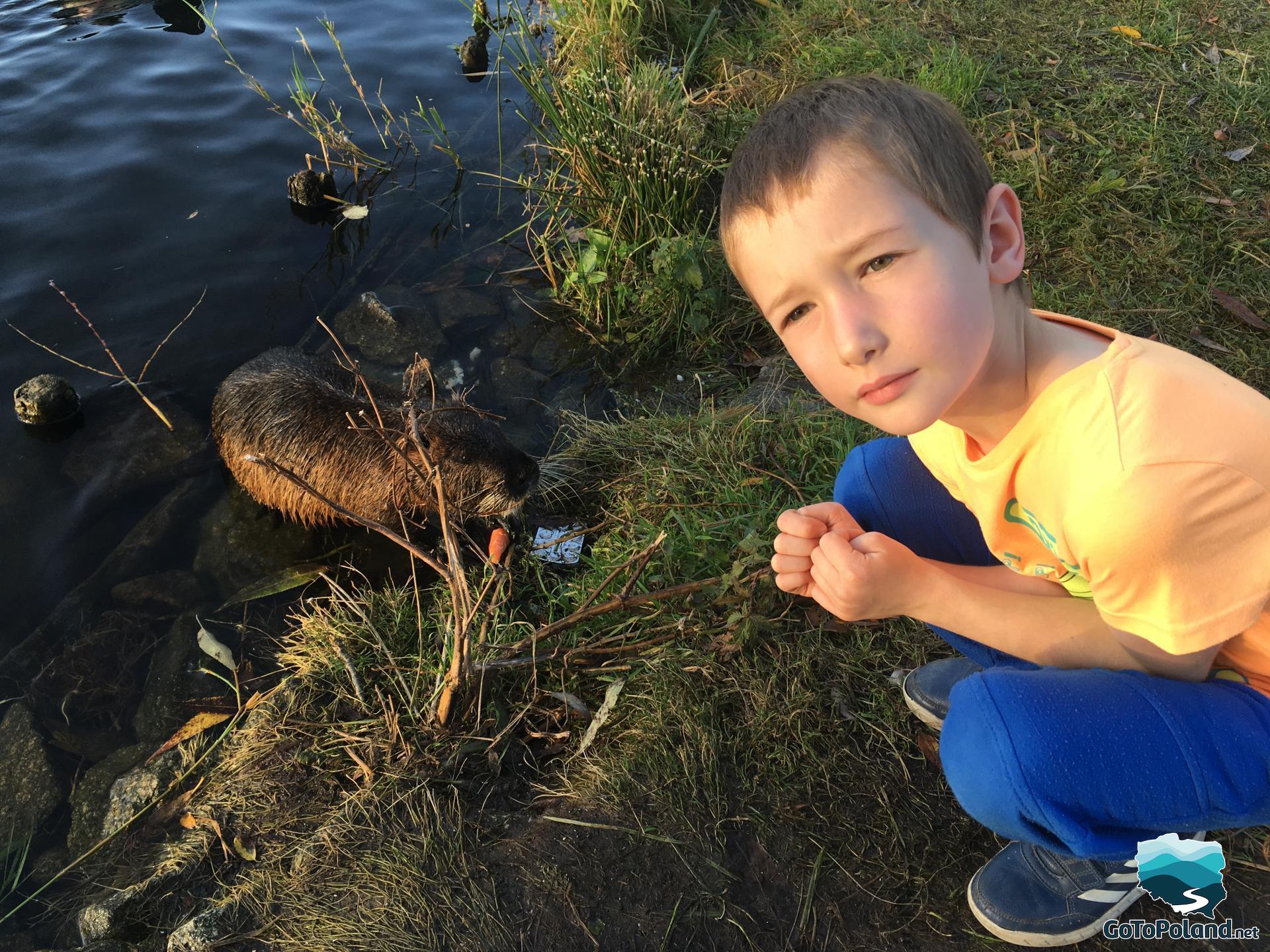 A small nutria eating a carrot on the bank of the river, small boy next to him