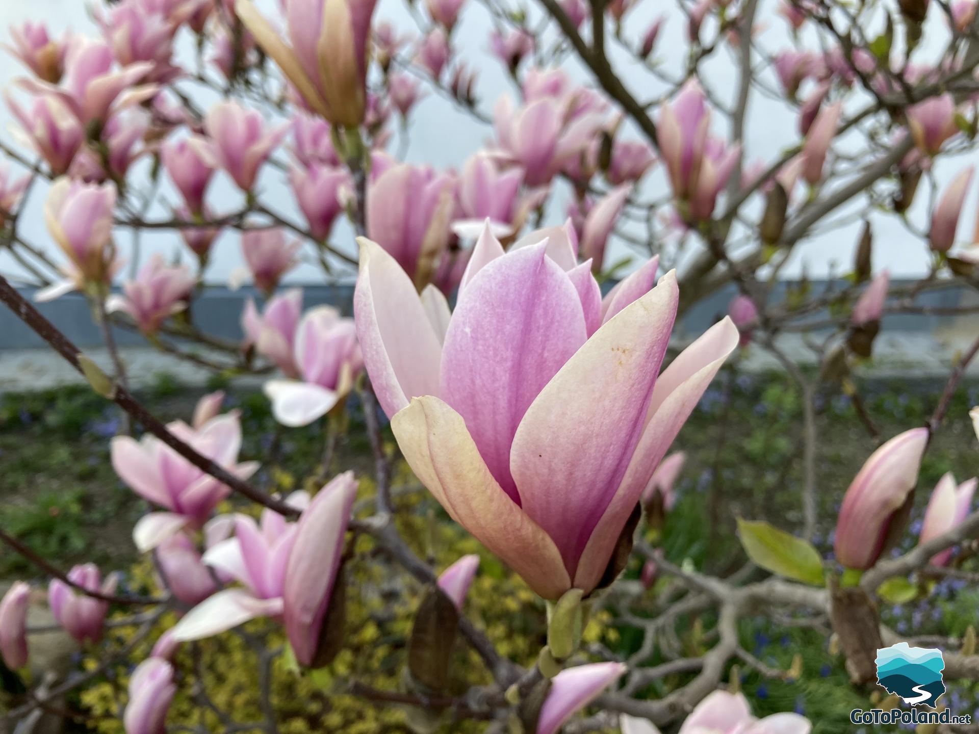 Pink magnolia flowers on the bush