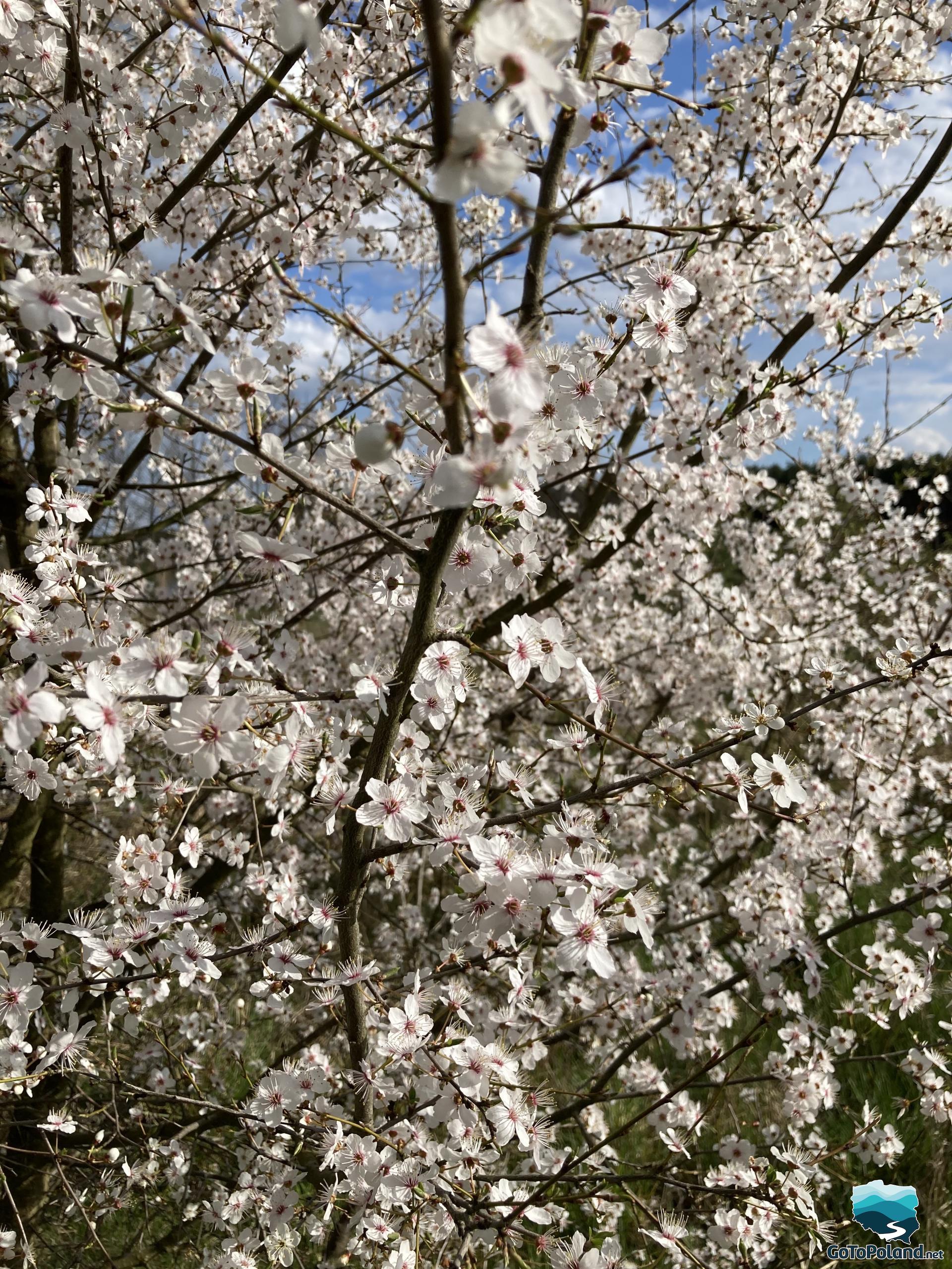 Blooming apple tree with lots of small, white flowers